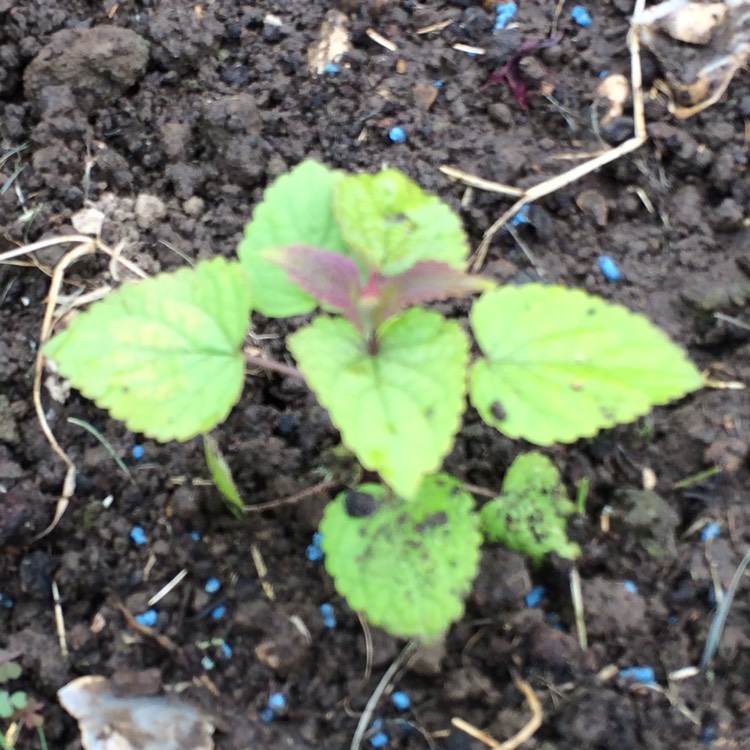 Plant image Agastache rugosa 'Golden Jubilee'