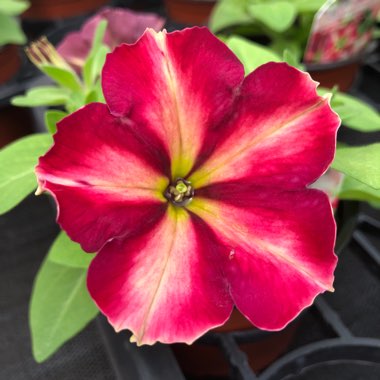 Petunia 'Cha-Ching Cherry'