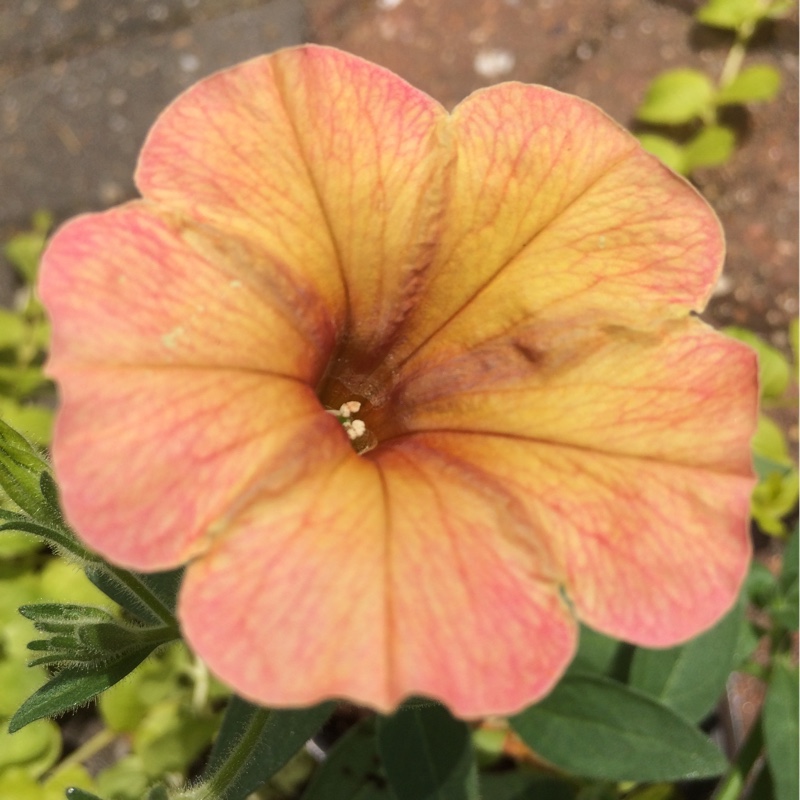 Petunia 'Cascadias Indian Summer' (Cascadias Series) syn. Petunia 'Indian Summer'