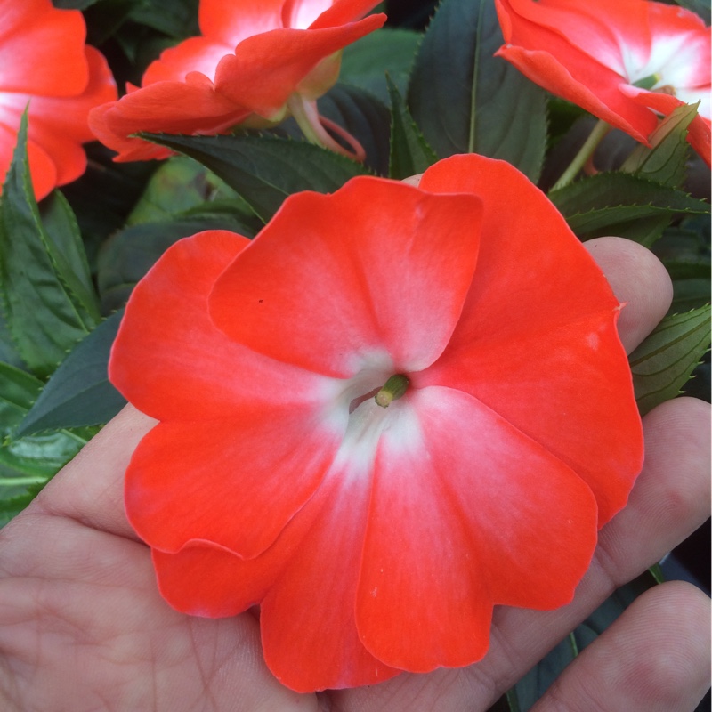 Impatiens walleriana