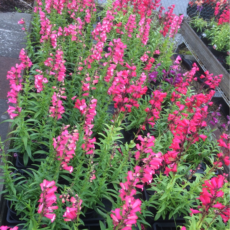 Penstemon 'Bridgesii'