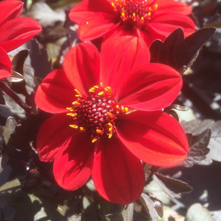 Plant image Dahlia 'Hdry18' (Happy Days Series) syn. Dahlia 'Happy Days Red'