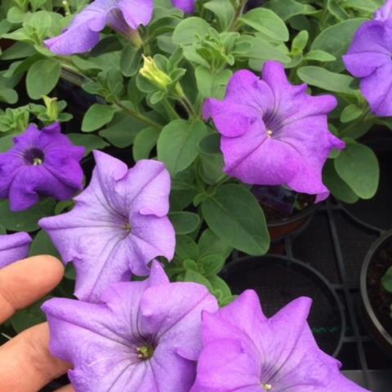 Plant image Petunia Surfinia 'Heavenly Blue'