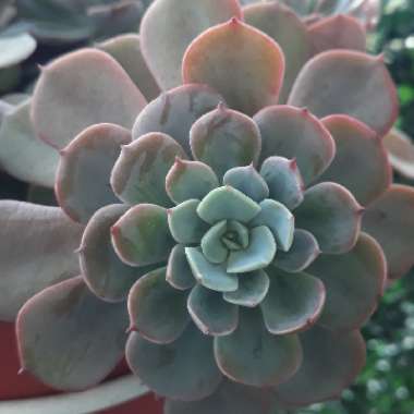 Echeveria 'Orion'