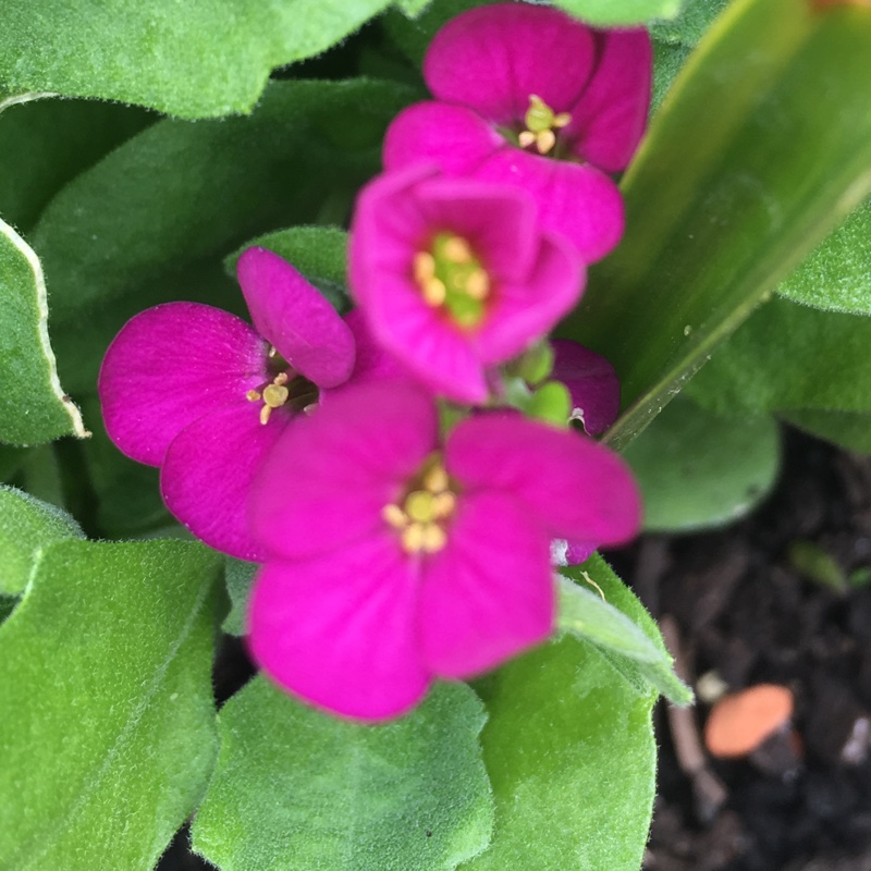 Plant image Arabis alpina 'Rosea'