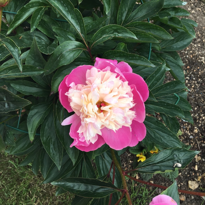 Peony 'Bowl of Beauty' (Herbaceous)