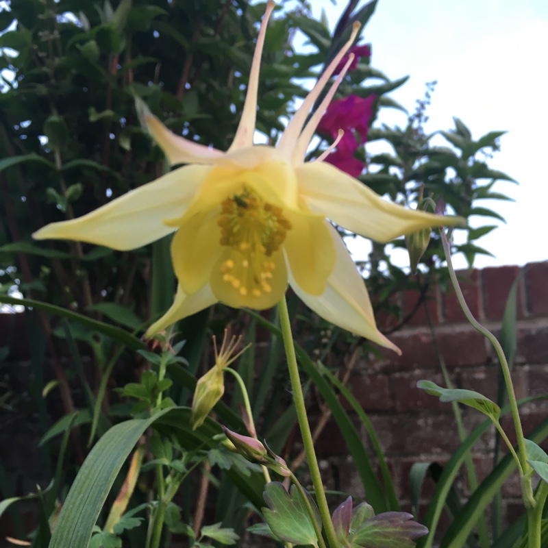 Plant image Aquilegia chrysantha