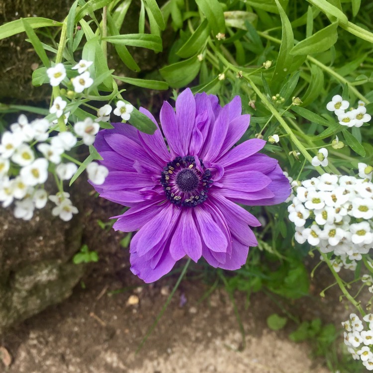 Plant image Anemone