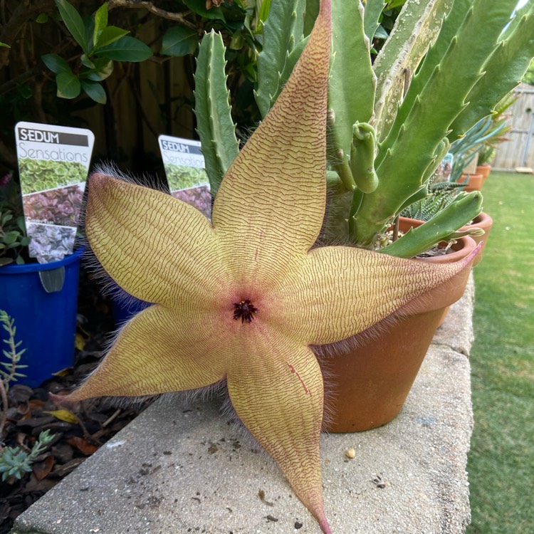 Plant image Stapelia Gigantea