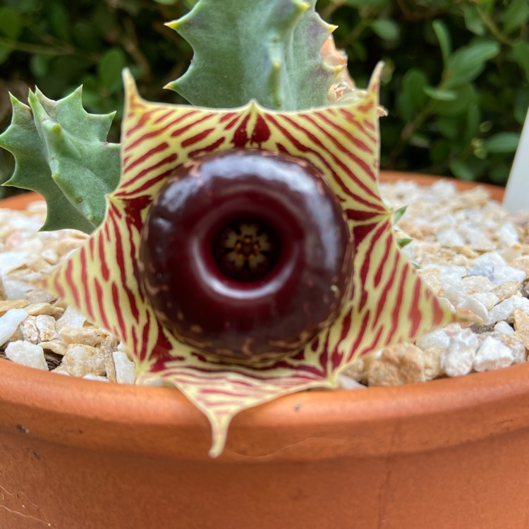 Plant image Huernia Zebrina