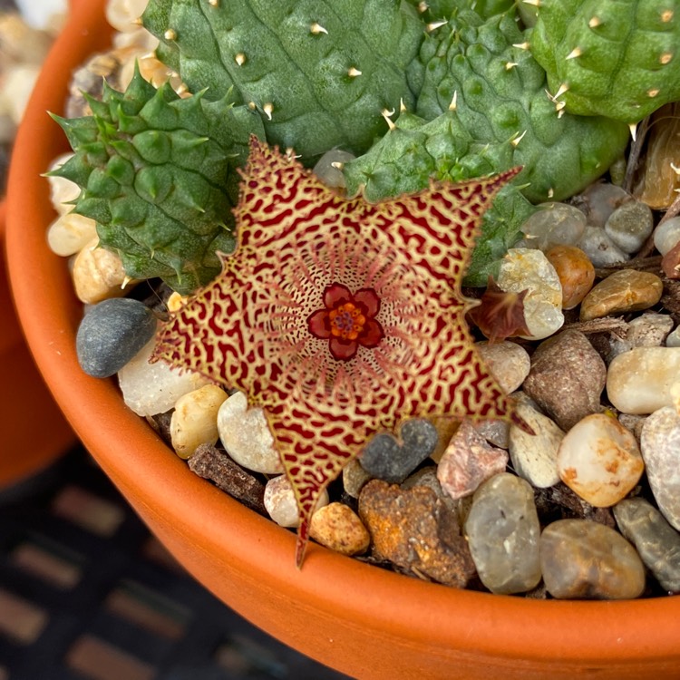 Plant image Huernia Kennedyana