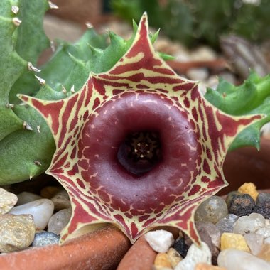 Huernia Zebrina