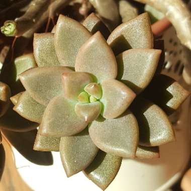 x Graptosedum Bronze