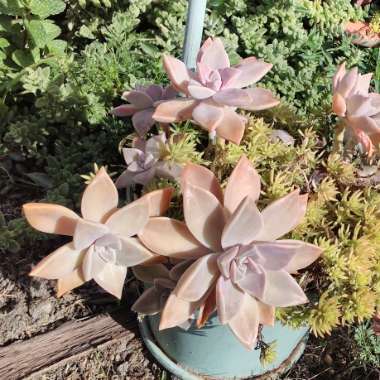 Graptopetalum Paraguayense subsp. Paraguayense