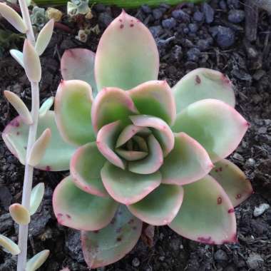 Echeveria Golden Glow