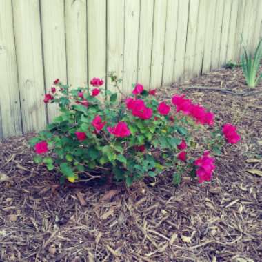 Bougainvillea 'Alexandra'