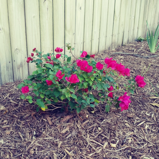 Plant image Bougainvillea Spectabilis 'Alexandra'