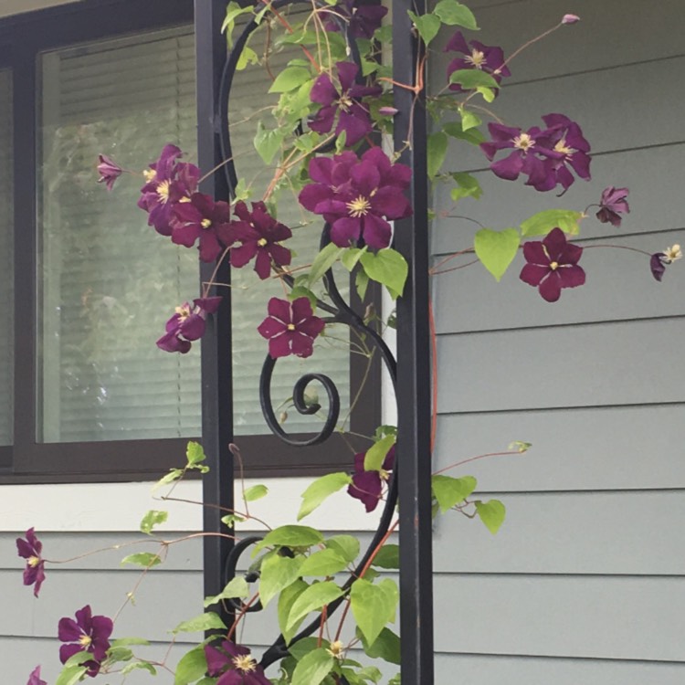 Plant image Clematis x jackmanii 'Purpurea'