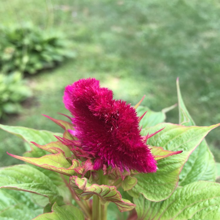 Plant image Celosia argentea 'Venezuela'