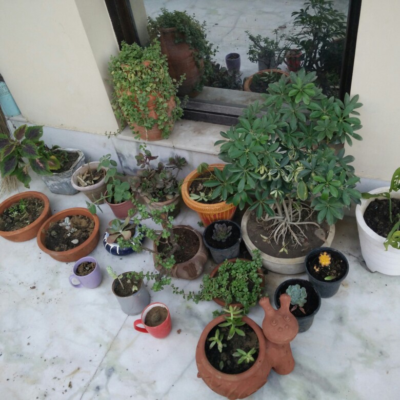 Rashmi's garden