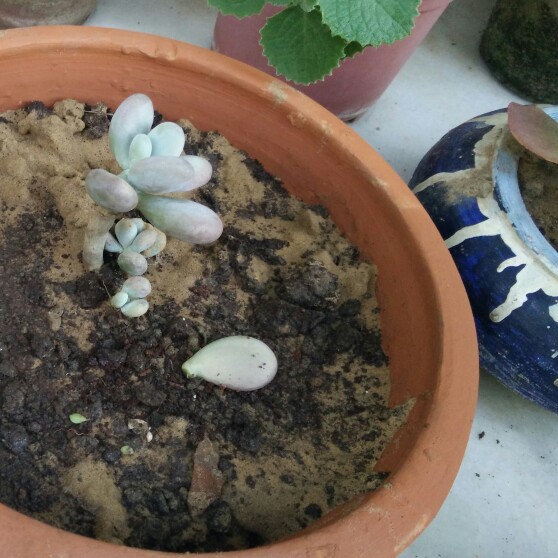 Graptopetalum 'Lavender Pebbles'