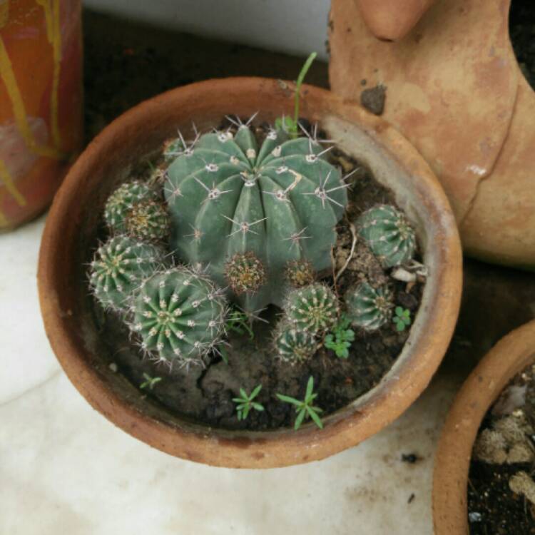 Plant image Astrophytum Ornatum