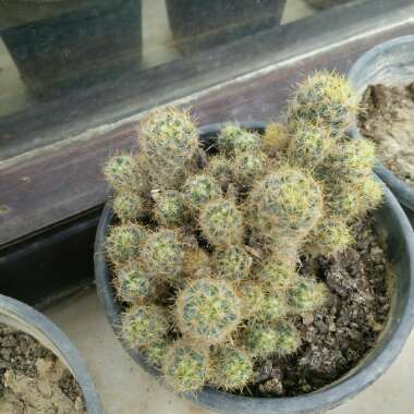 Cleistocactus 'cristata'