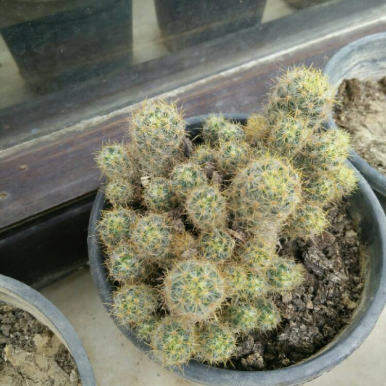 Plant image Cleistocactus forma cristata