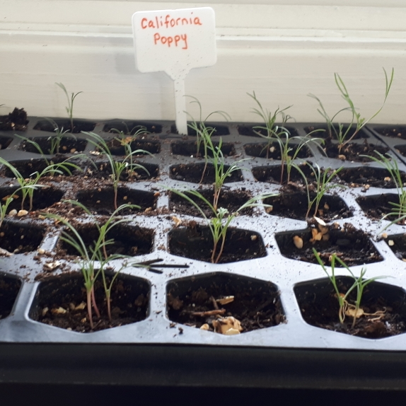 Plant image Eschscholzia californica 'Orange King'