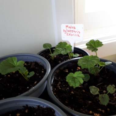 Zebra Mallow