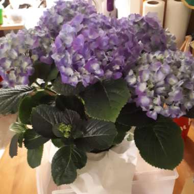 Hydrangea