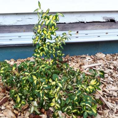 Golden Euonymus