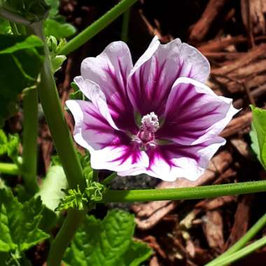 Zebra Mallow