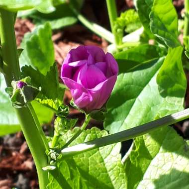 Zebra Mallow