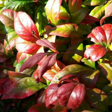 Nandina domestica