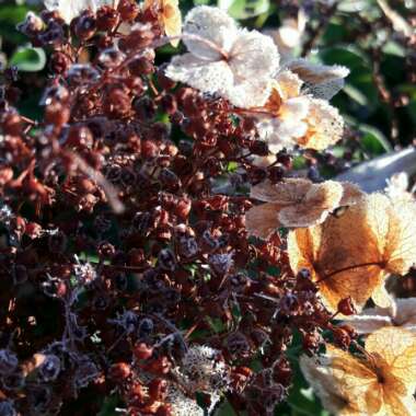 Hydrangea seemannii