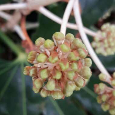 Fatsia japonica  syn. Aralia japonica