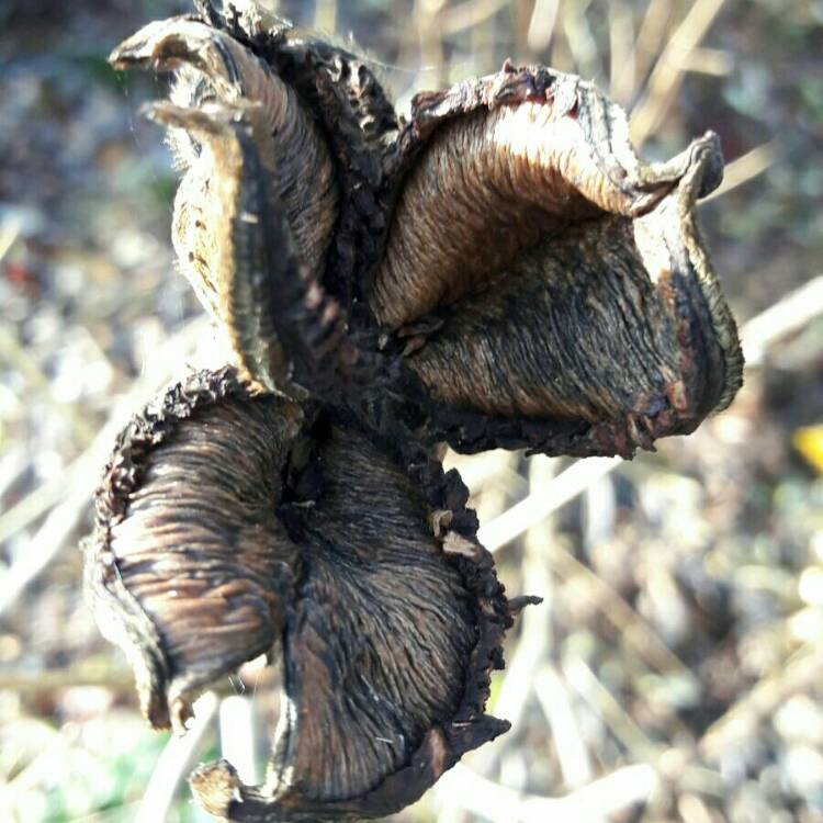 Plant image Paeonia x suffruticosa 'Kokuryu-nishiki' syn. Paeonia x suffruticosa 'Black Dragon Brocade'