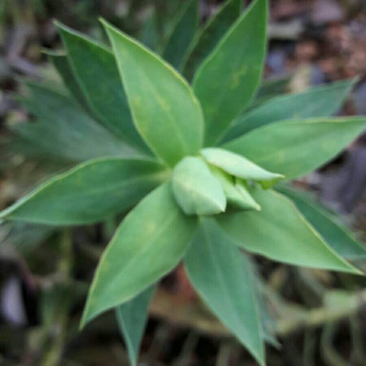 Plant image Euphorbia rigida