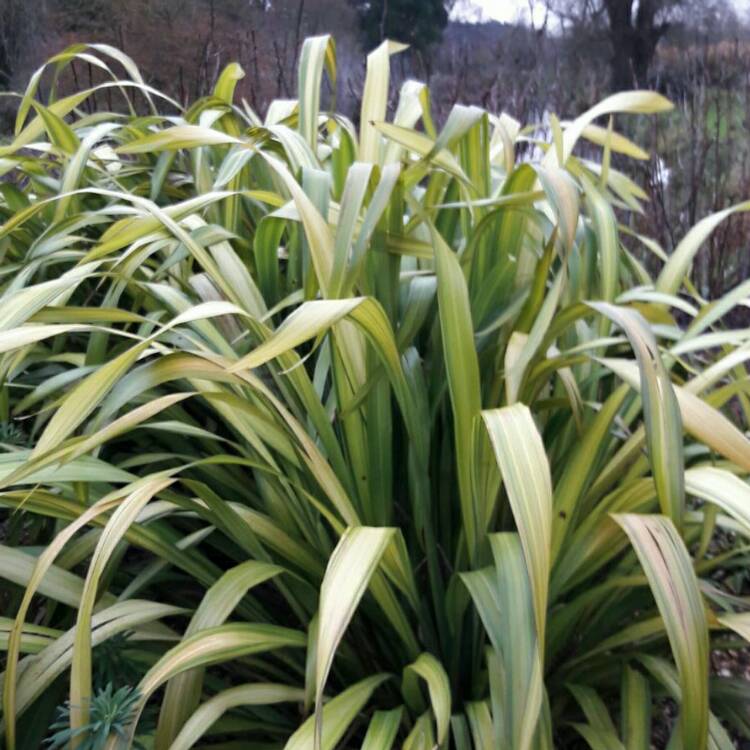 Plant image Phormium cookianum subsp. hookeri 'Cream Delight'