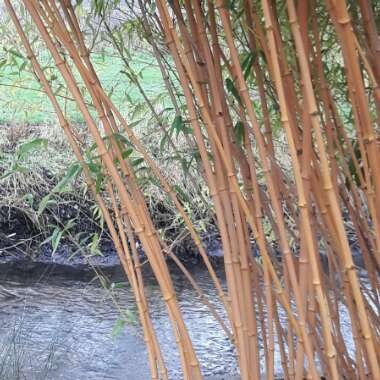 Phyllostachys aurea 'Albovariegata'