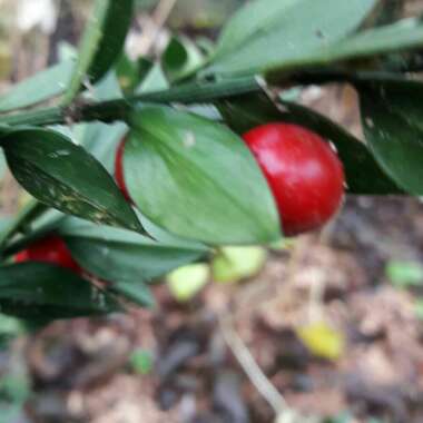 Ruscus aculeatus