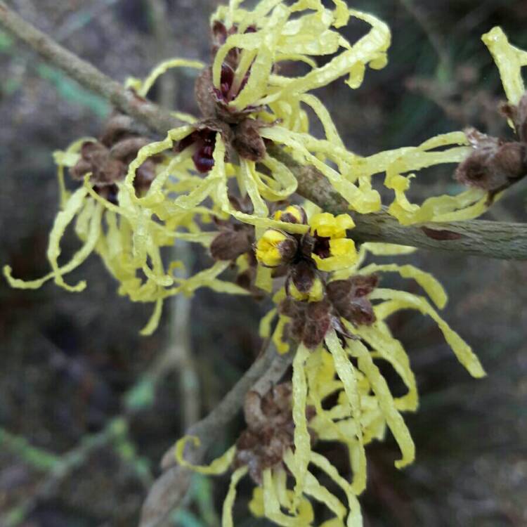 Plant image Hamamelis mollis