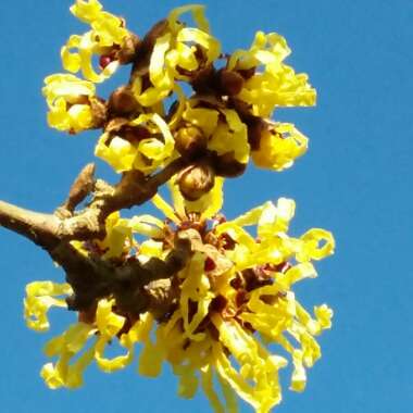 Hamamelis mollis