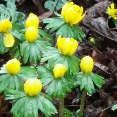 Eranthis hyemalis