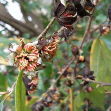 x Sycoparrotia semidecidua