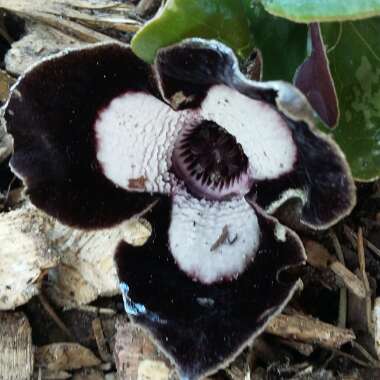 Asarum delavayi