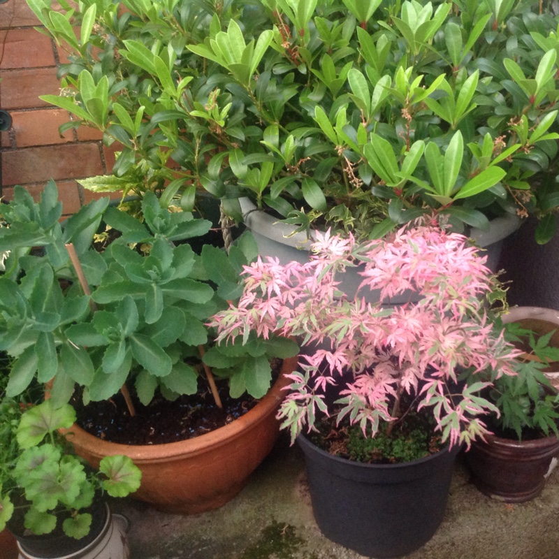 Japanese Maple 'Beni-shidare Tricolor'