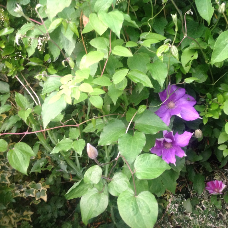 Clematis Multi Blue