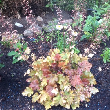 Alumroot 'Autumn Leaves'